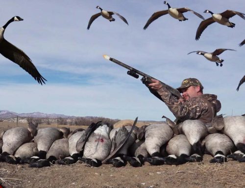 COVERED UP in GEESE! (Limited Out) | Wyoming Goose Hunting 2022