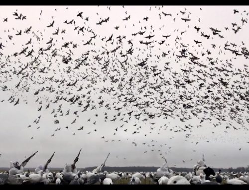 Non-Stop MONSTER Snow Goose Rainouts: FEED THE CYCLONE