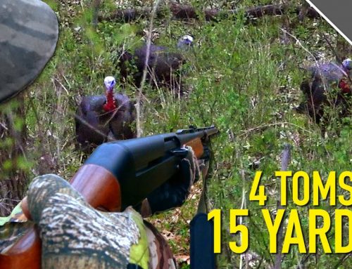 4 GOBBLERS COME CHARGING IN! – They Roosted HOW FAR Away? – | Iowa Public Land Turkey Hunting