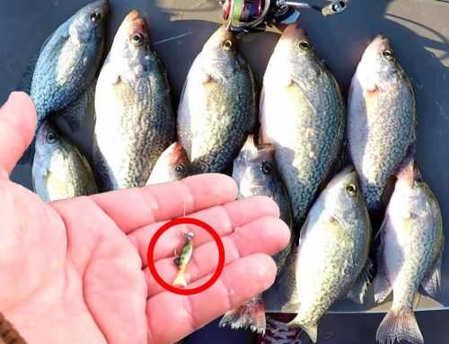 A Simple Way To Catch Tons Of Crappie