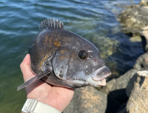 Cape Cod Fishing Report- April 25, 2024
