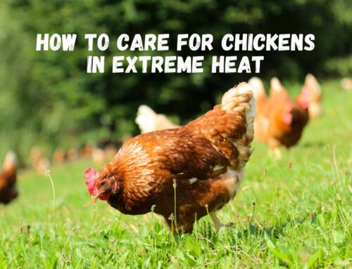 How to Care for Chickens in Extreme Heat